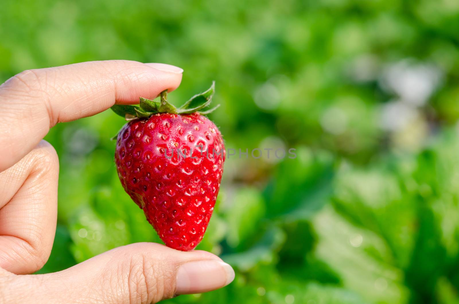 Fresh strawberries handpicked from a strawberry farm