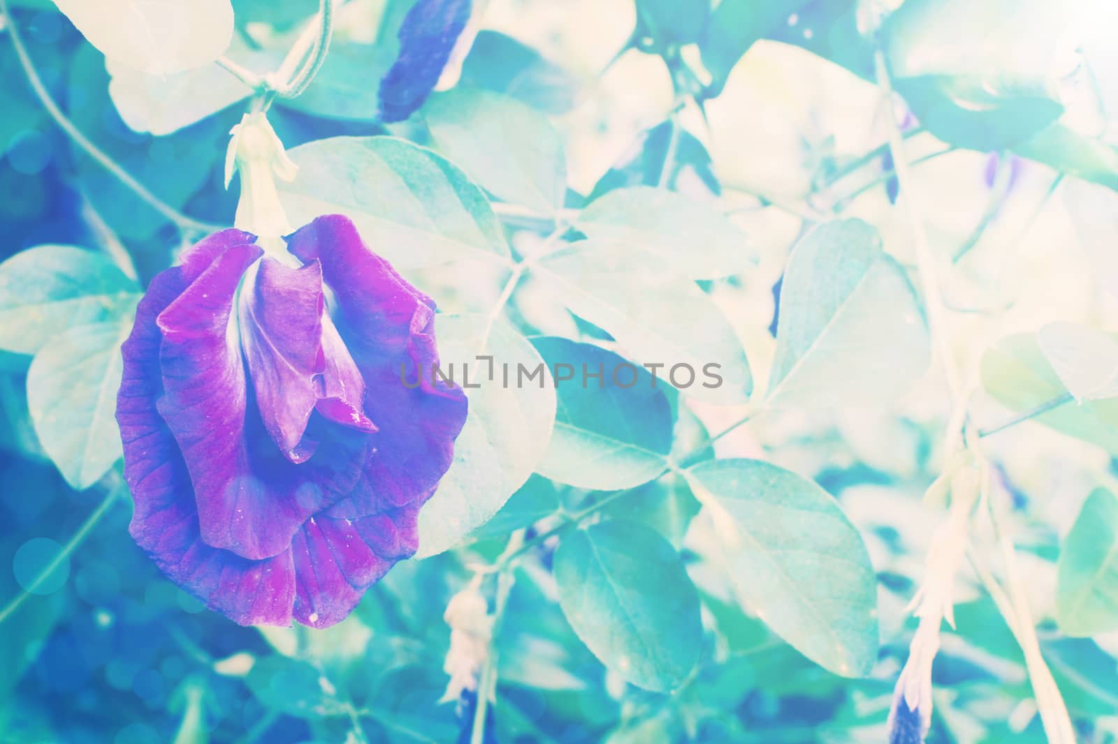 Butterfly pea  background