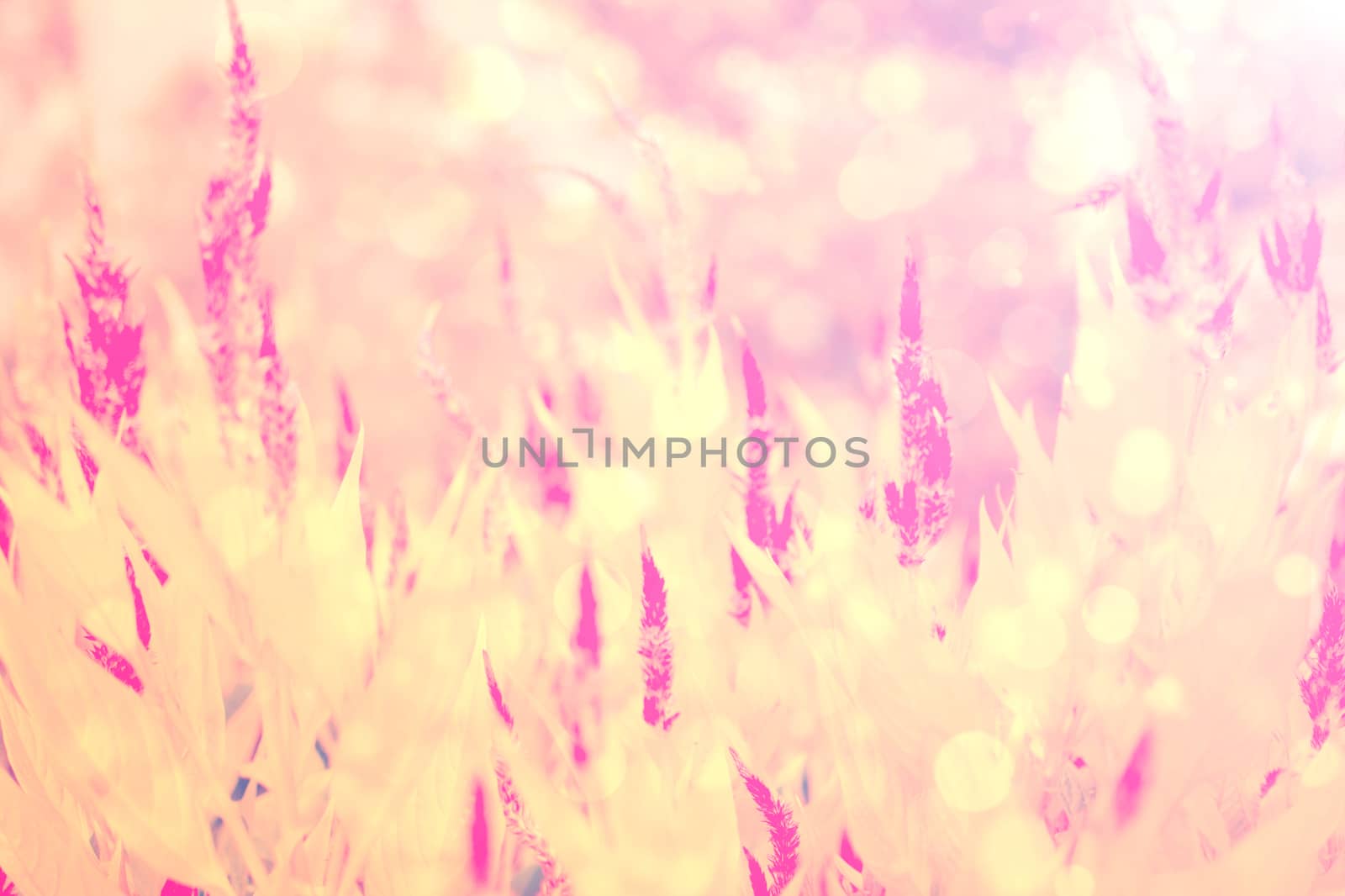 flower pink background