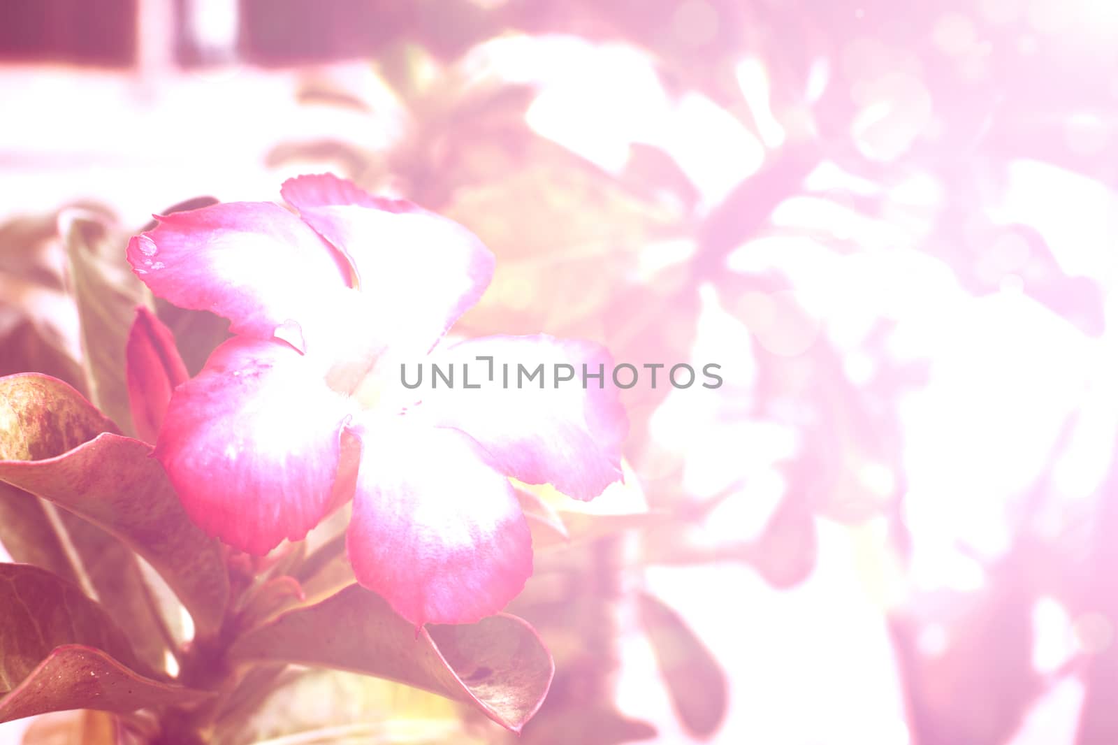 flower pink background
