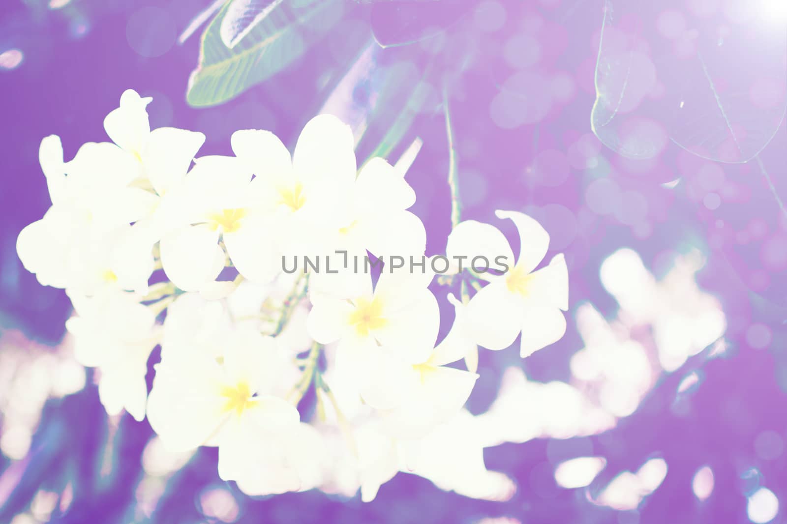 flower white background