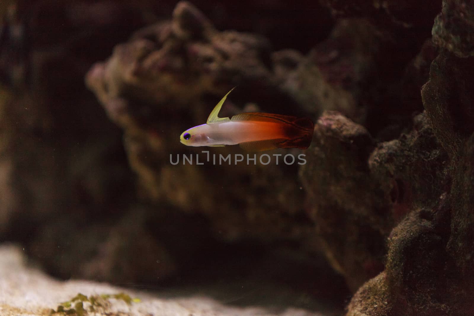 Purple firefish, Nemateleotris magnifica, swims quickly through the saltwater on a tropical reef in the ocean. These colorful fish are purple and white with red.