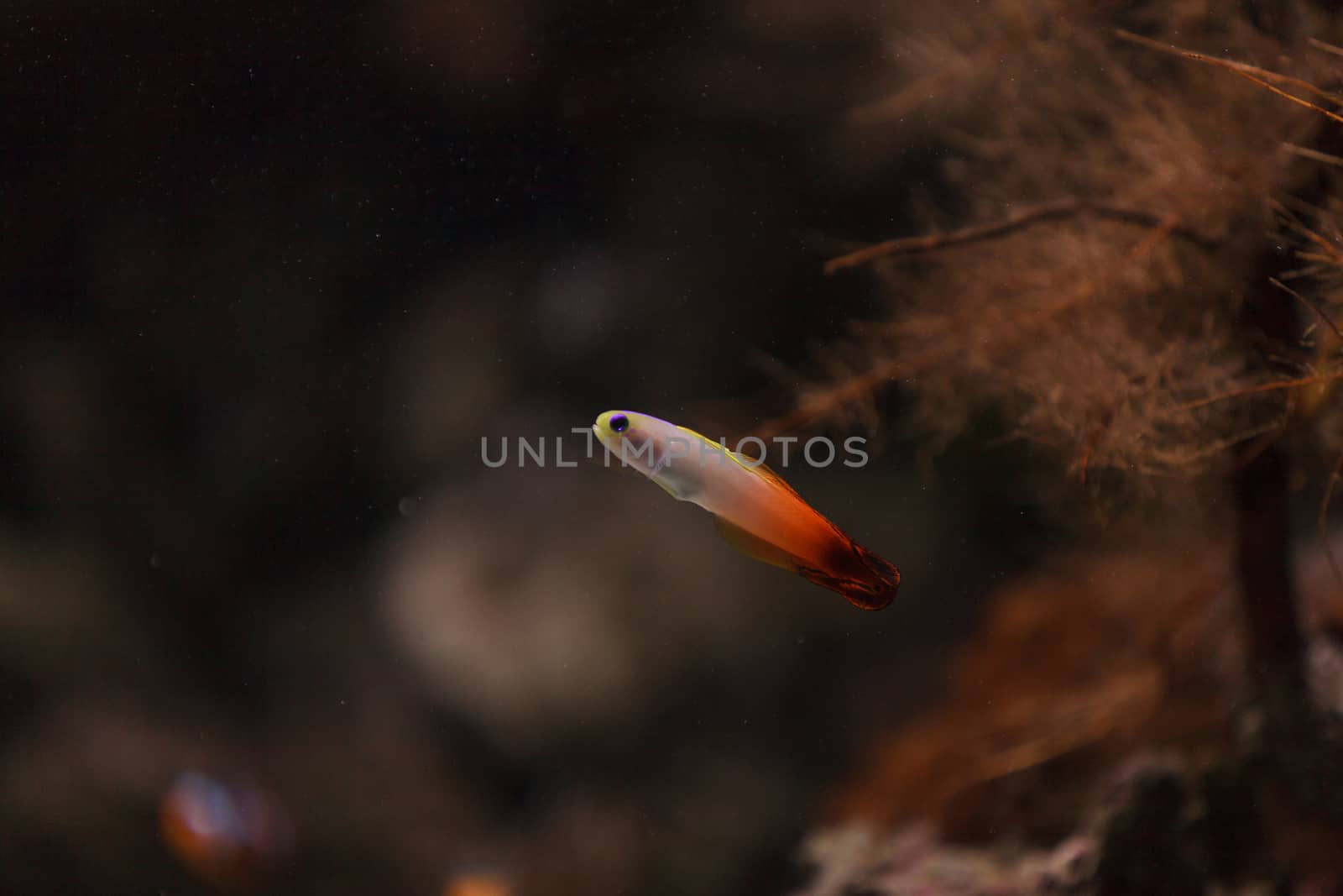 Purple firefish, Nemateleotris magnifica, swims quickly through the saltwater on a tropical reef in the ocean. These colorful fish are purple and white with red.