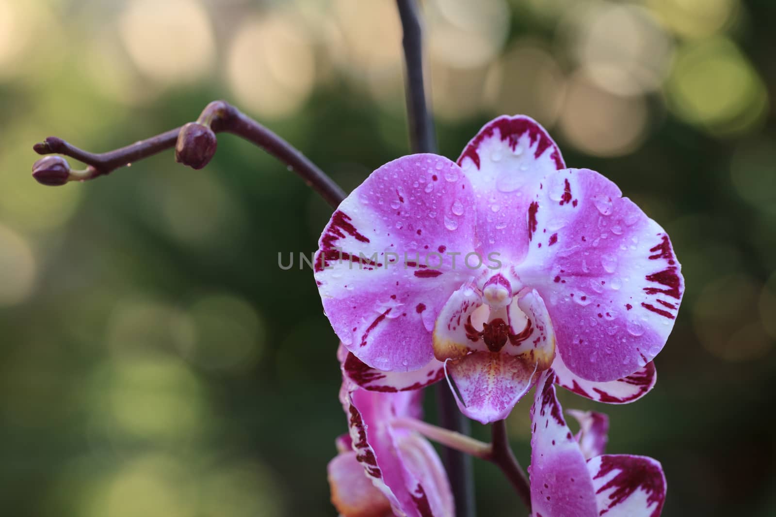 White and purple phalaenopsis orchid flower blooms in spring in a tropical botanical garden in Hawaii.