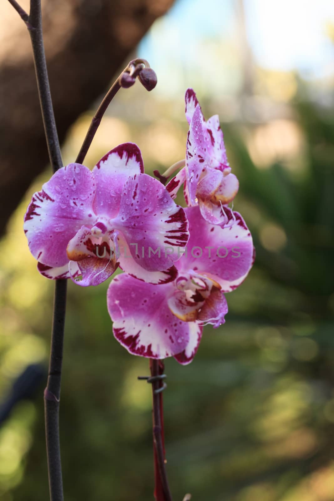 White and purple phalaenopsis orchid by steffstarr