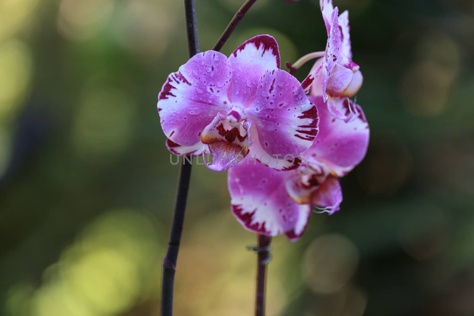 White and purple phalaenopsis orchid flower blooms in spring in a tropical botanical garden in Hawaii.