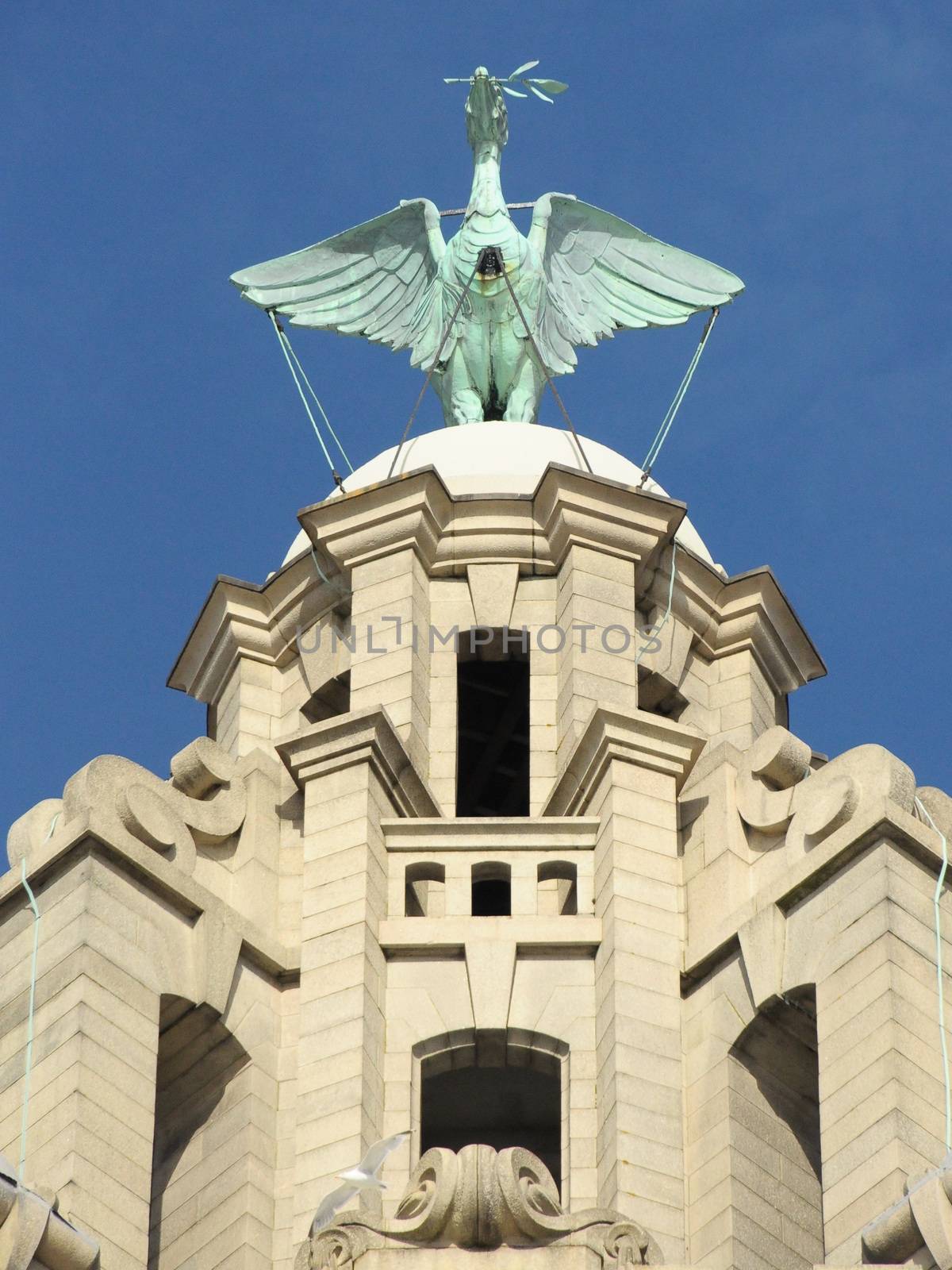 The liver bird by gorilla