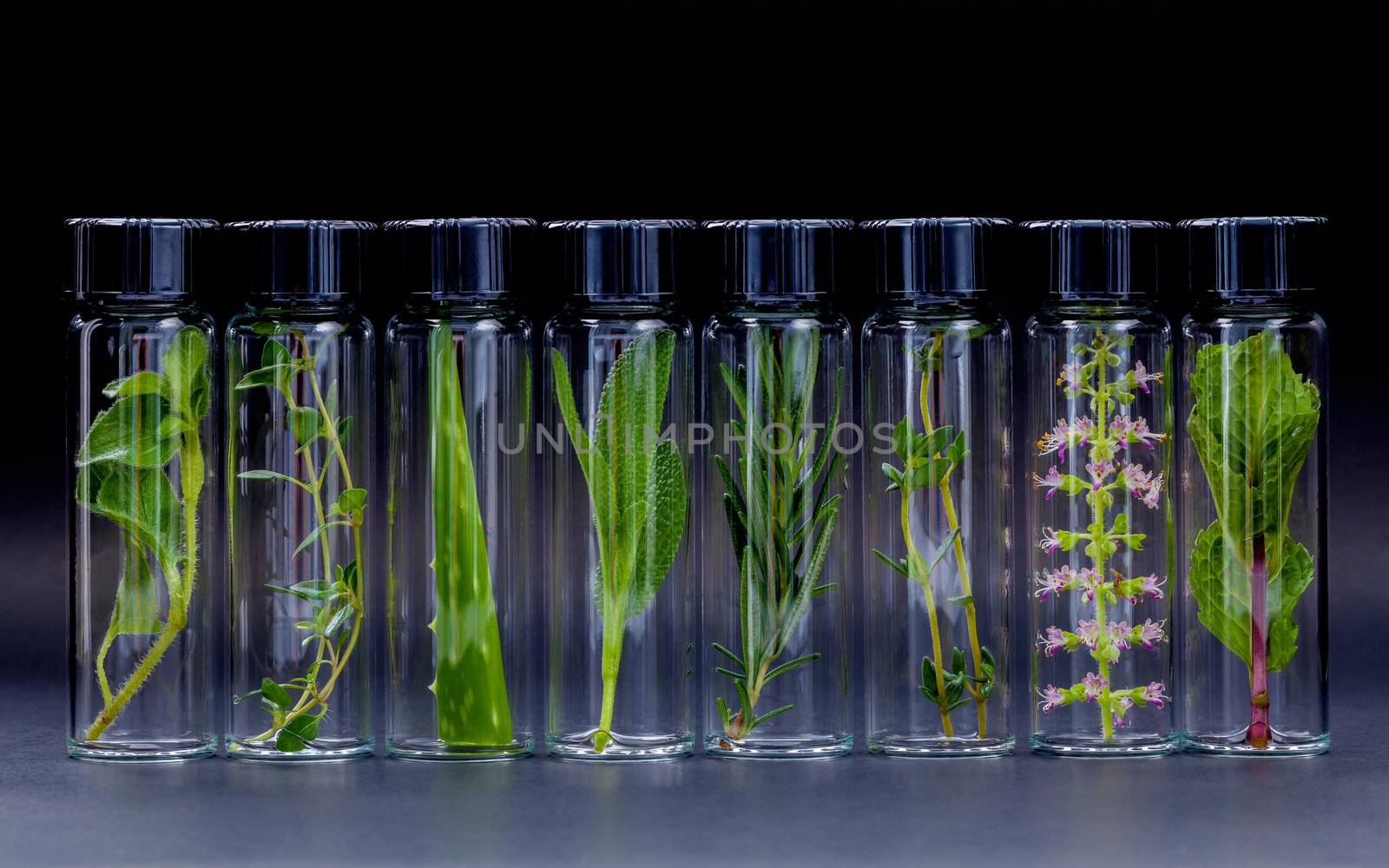 Bottle of essential oil with herb holy basil flowers, rosemary,oregano, aloe vera, sage,basil and mint on black background.