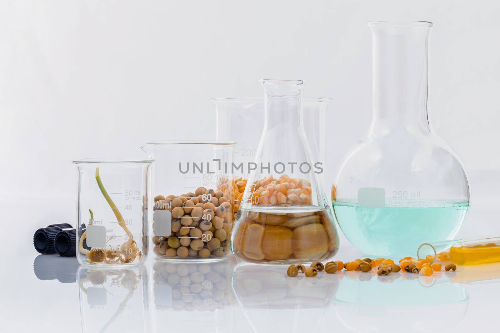 Dangerous food from  laboratory agricultural grains and corn wit by kerdkanno