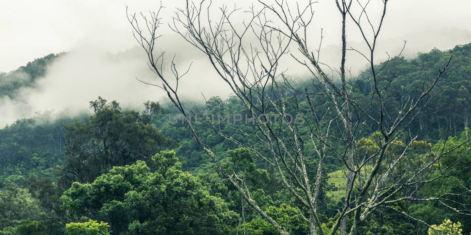 Trees and mountains near Springbrook in Queensland on a cloudy and rainy day.