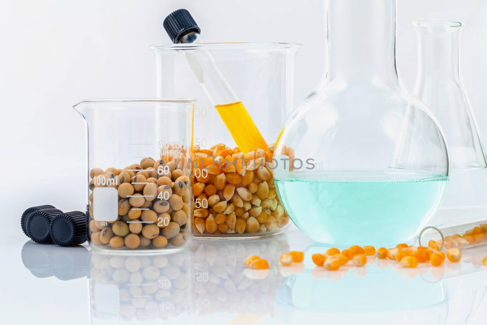 Dangerous food from  laboratory agricultural grains and corn with laboratory tools isolated on white background GMO food concept.