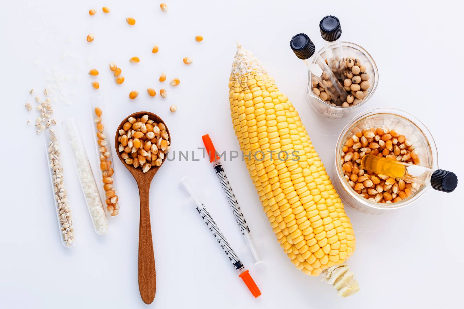 Dangerous food from  laboratory agricultural grains and corn with laboratory tools isolated on white background GMO food concept.