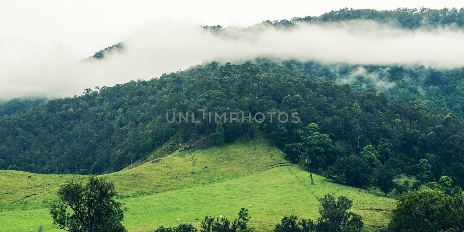 Trees and mountains near Springbrook in Queensland on a cloudy and rainy day.