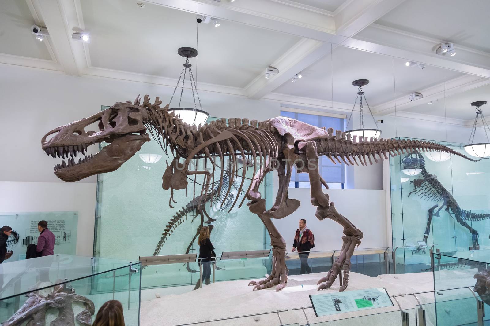 New York, United States of America - March 25: American Museum of Natural History holds large collection of prehistoric exhibits from all world. T-rex dinosaur skeleton exhibit on March 25, 2015.