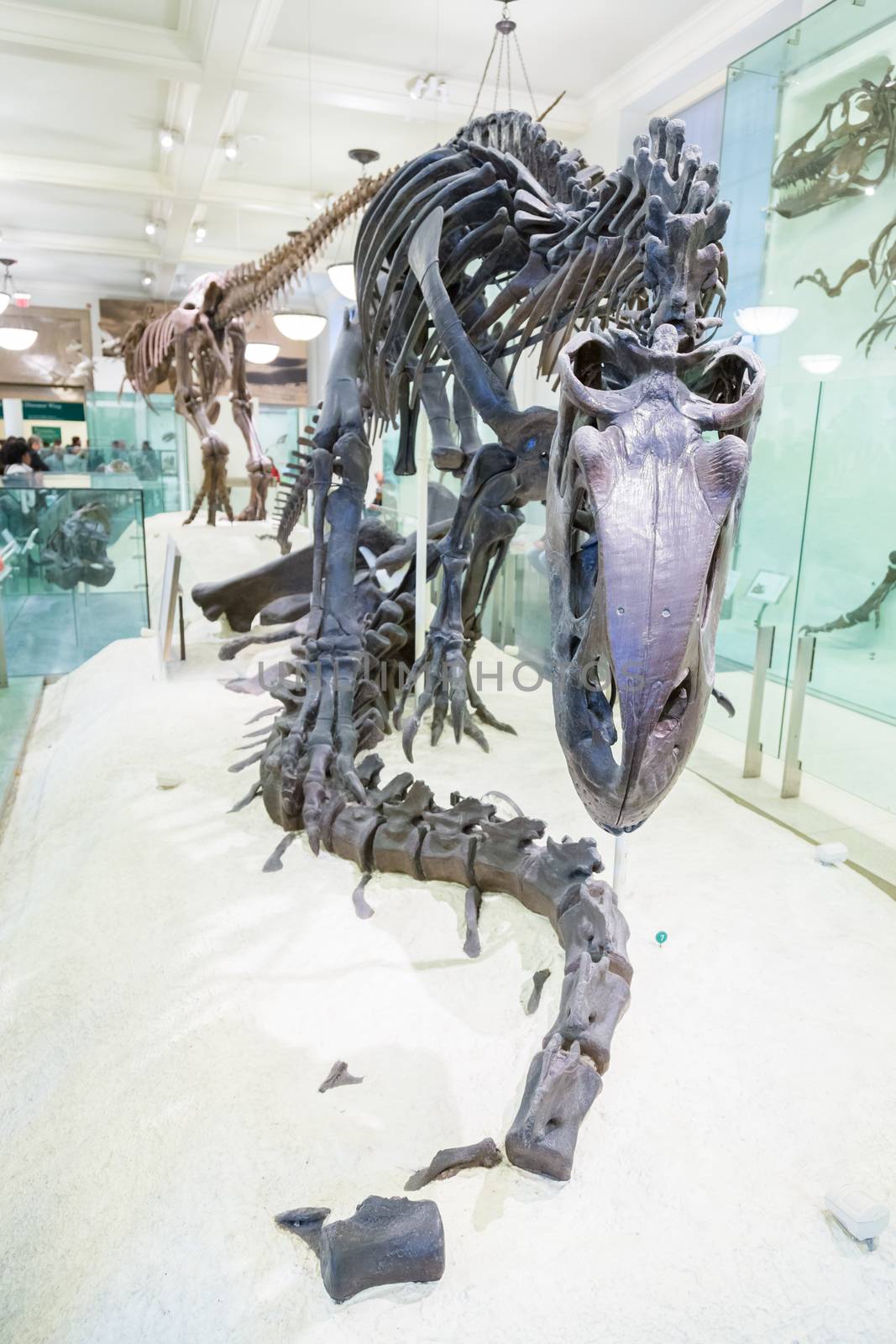 New York, United States of America - March 25: American Museum of Natural History holds large collection of prehistoric exhibits from all world. Dinosaur skeleton exhibit on March 25, 2015.