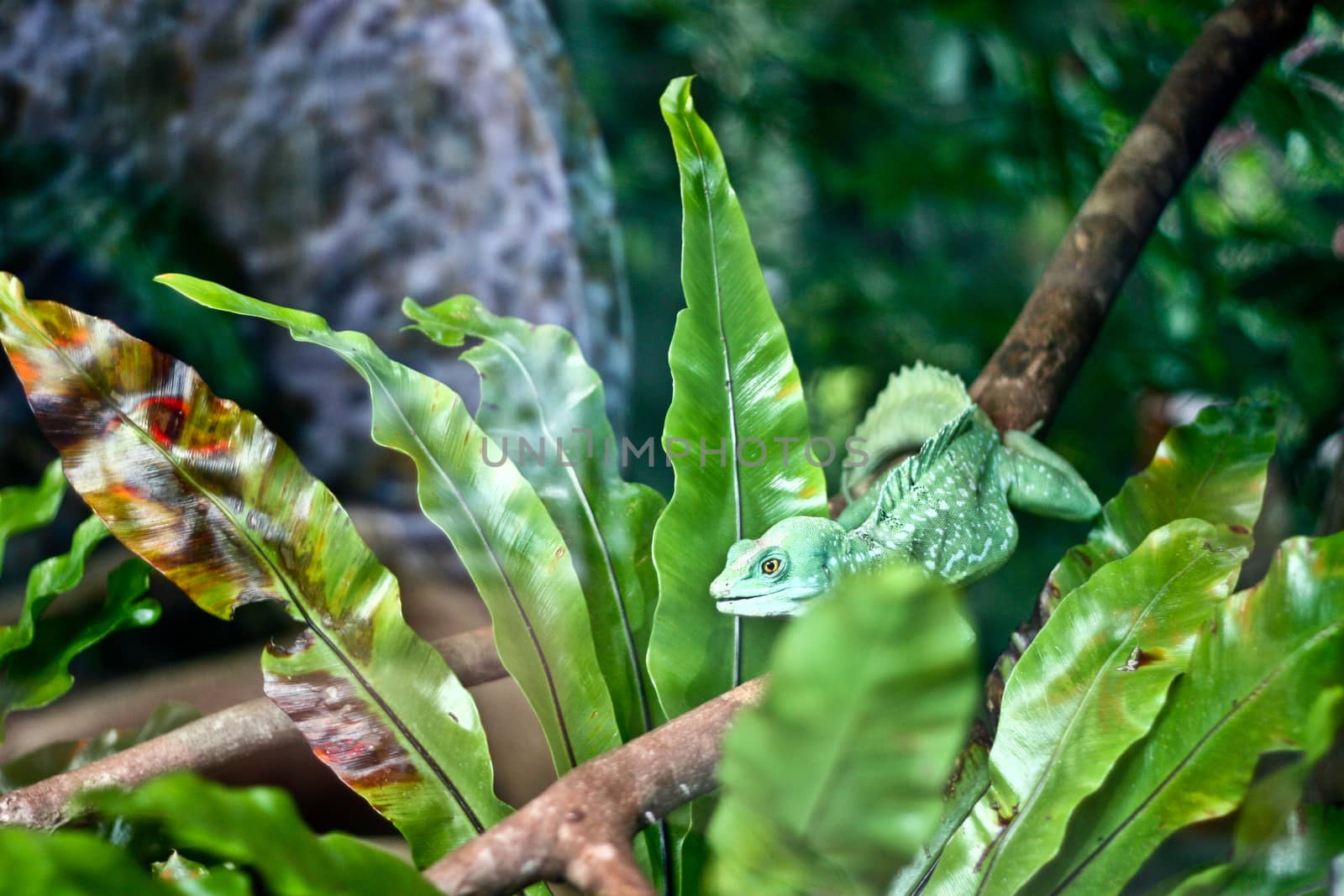 A lizard is lying on a branch