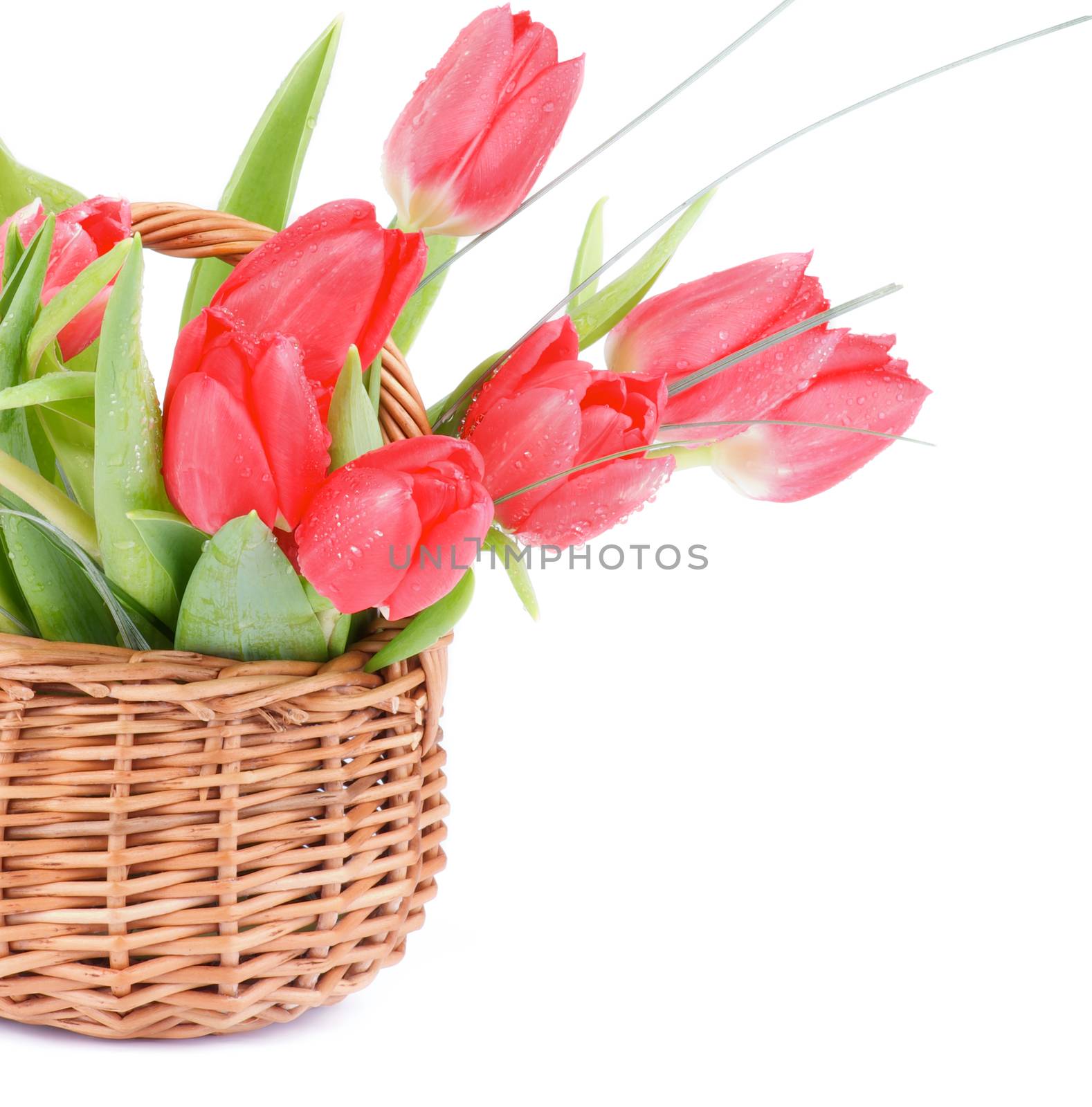 Wicker Basket with Magenta Spring Tulips and Green Grass Cross Section on white background