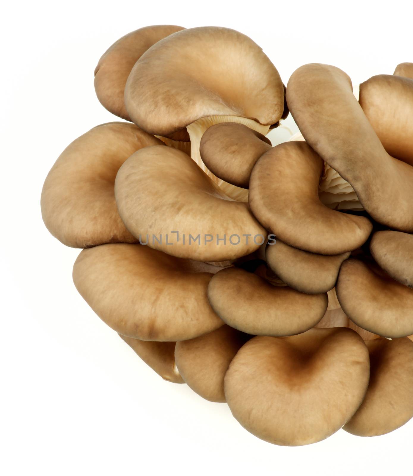 Big Heap of Raw Oyster Mushrooms Cross Section on White background