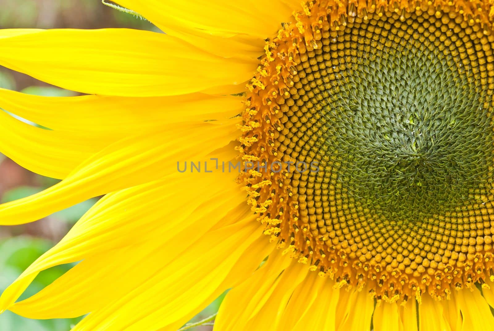 beutiful close-up sunflower in cultivated agricultural field