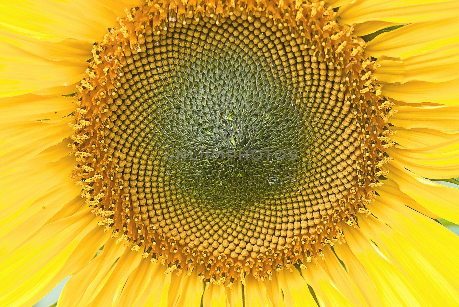 beutiful close-up sunflower in cultivated agricultural field by rakoptonLPN