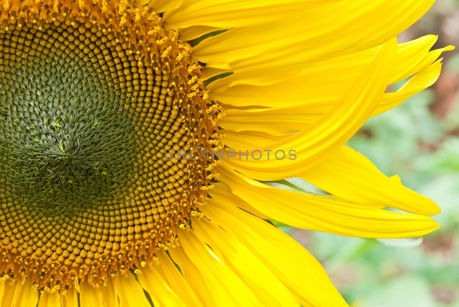 beutiful close-up sunflower in cultivated agricultural field by rakoptonLPN