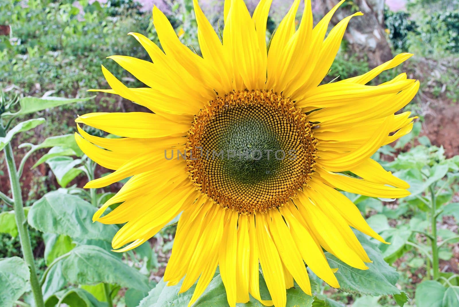 beutiful close-up sunflower in cultivated agricultural field by rakoptonLPN