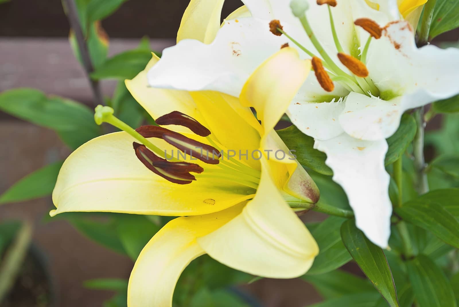 blooming lilies in the garden