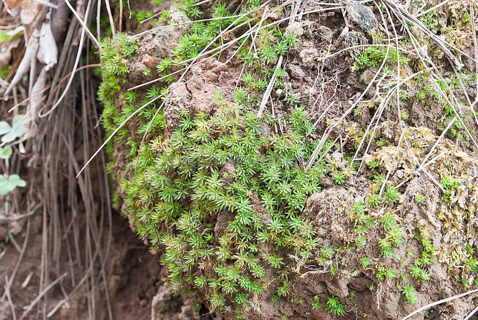 Closeup green Sphaqnum Moss