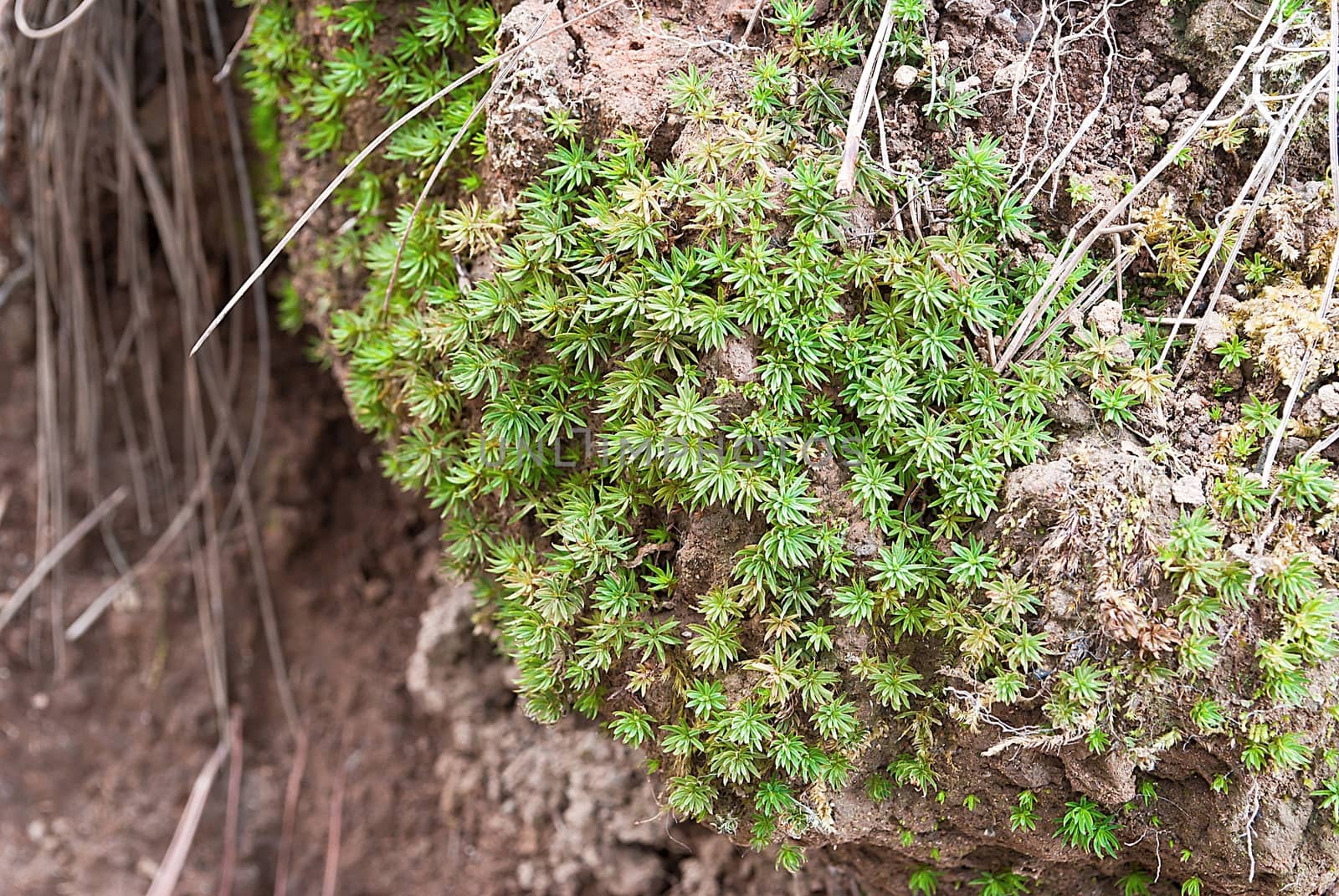 Closeup green Sphaqnum Moss