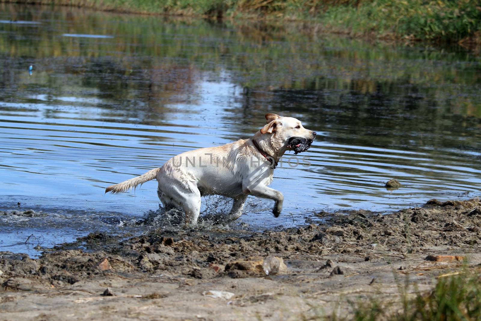 a yellow Labrador retriever dashes back to the hunter after retrieving a duck
