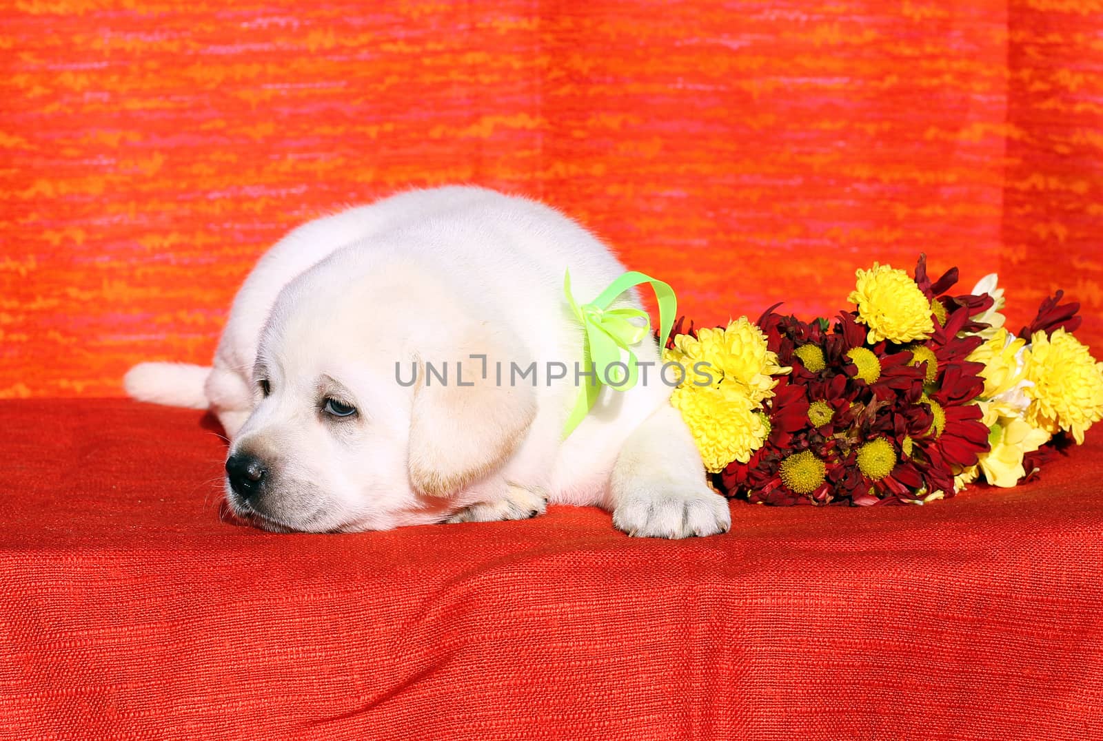 yellow labrador puppy on the orange background with floewrs