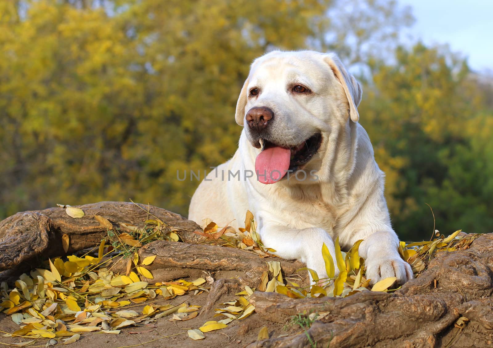 cute nice yellow labrador in the park in autumn