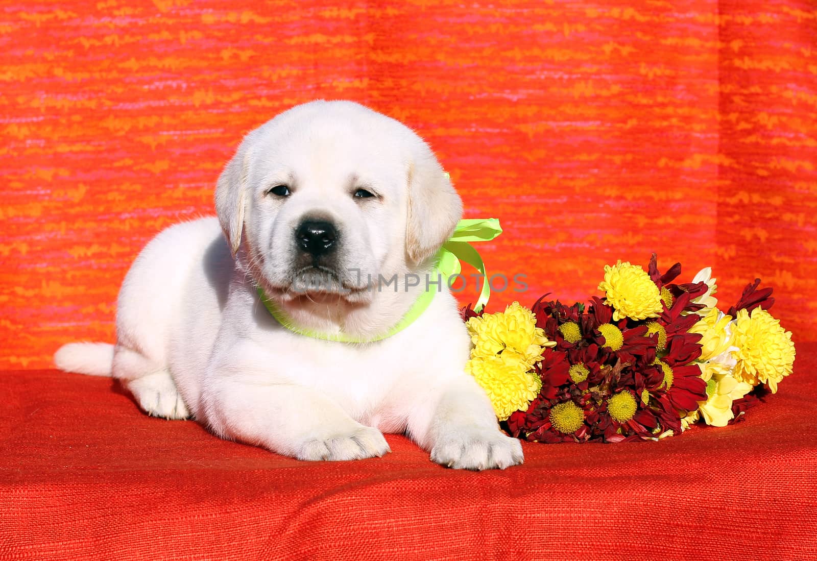the yellow labrador puppy on the orange background with floewrs