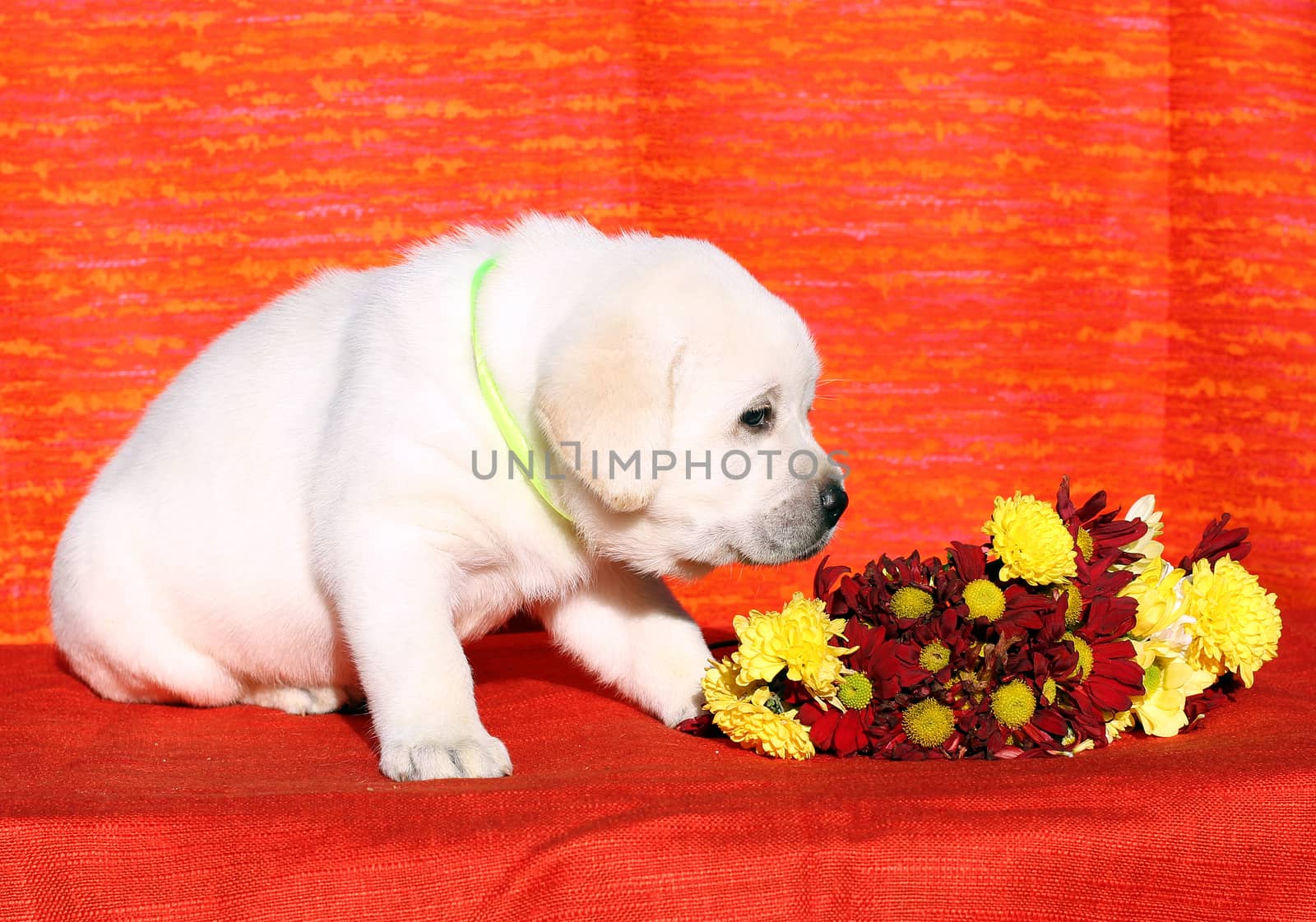 the nice yellow labrador puppy on the orange background with floewrs