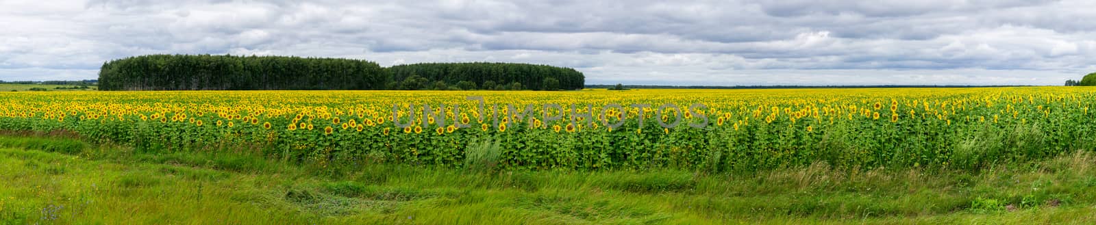 The photo shows a field of sunflowers