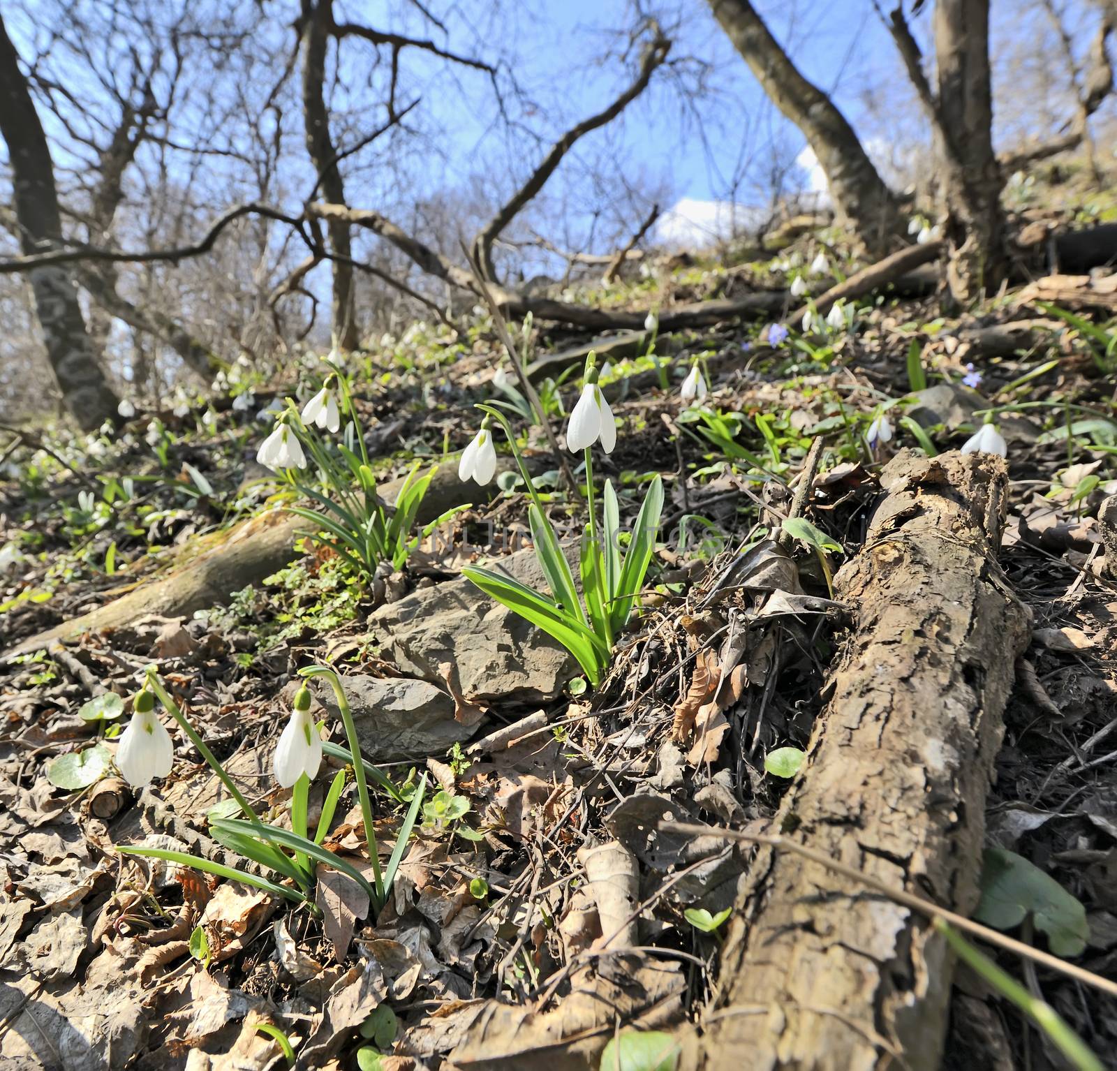 Snowdrops (Galanthus nivalis) in forest in spring time
