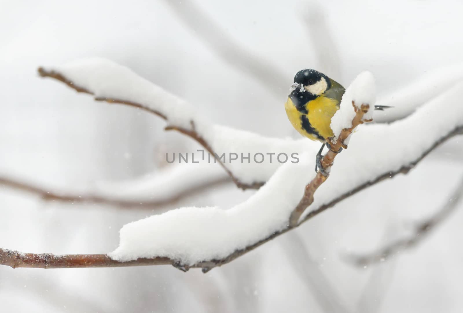 great tit on tree brunch in winter time