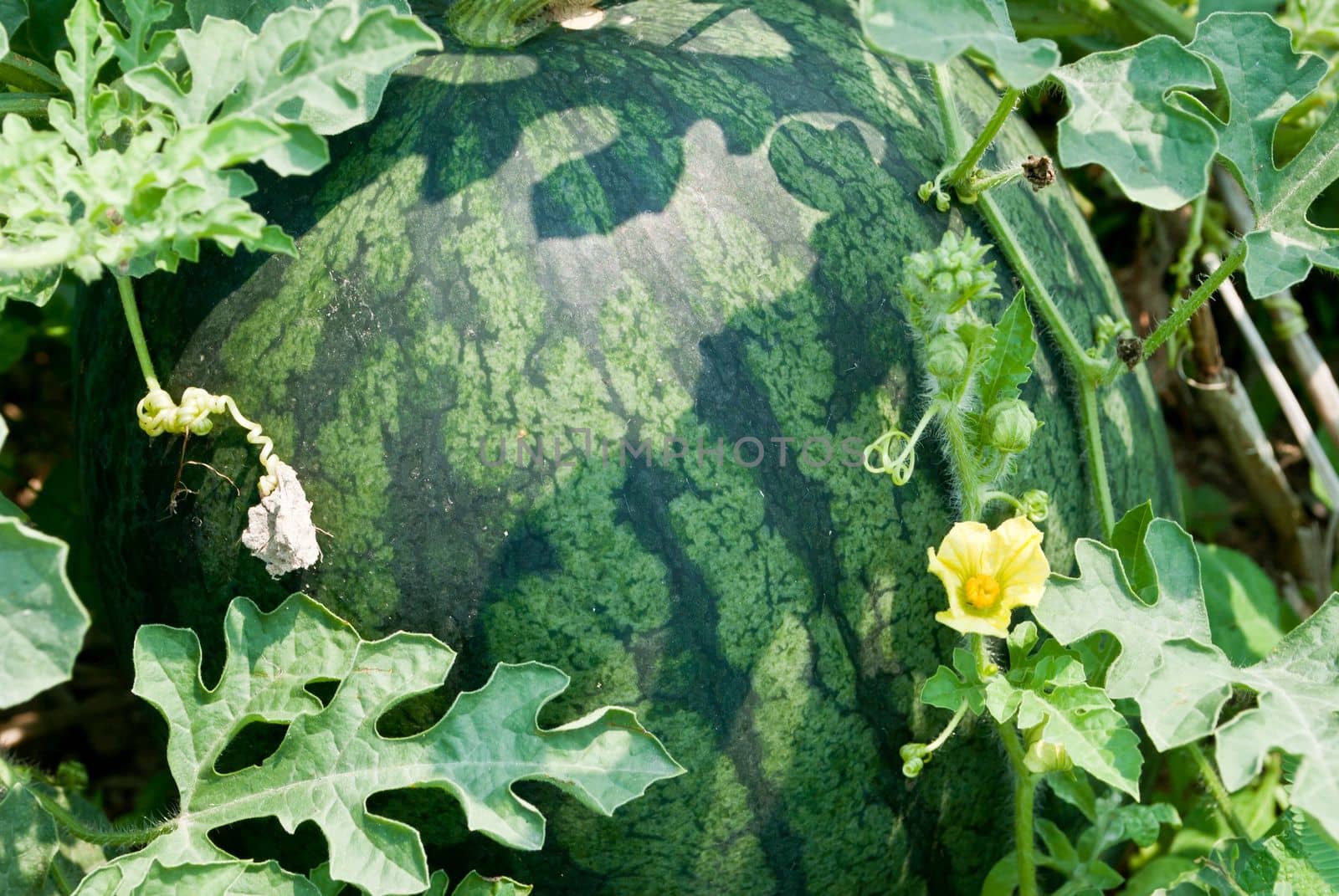 Watermelons in a vegetable garden- stock photo by rakoptonLPN
