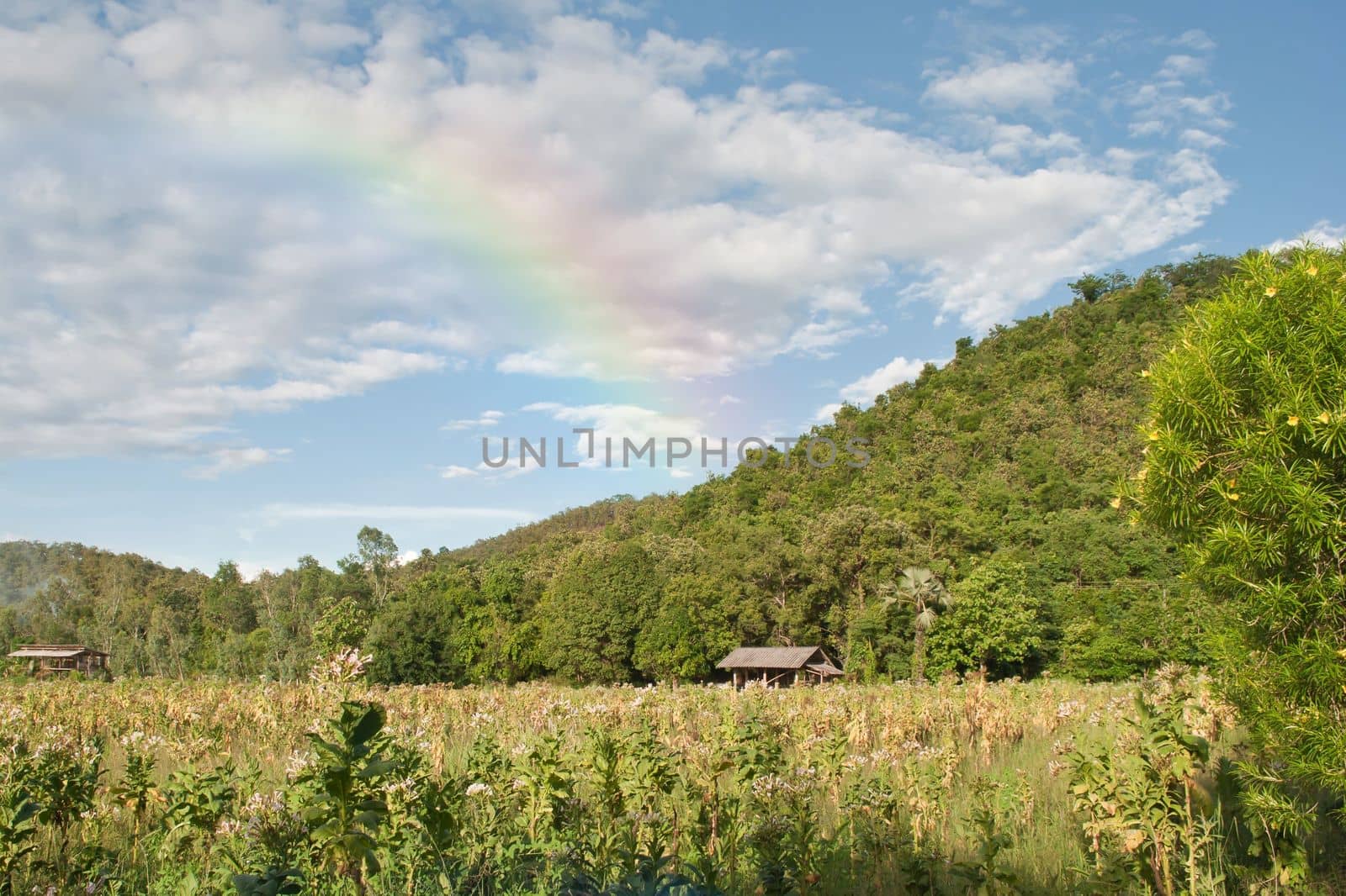 mountain view with rainbow from nature in thailand by rakoptonLPN