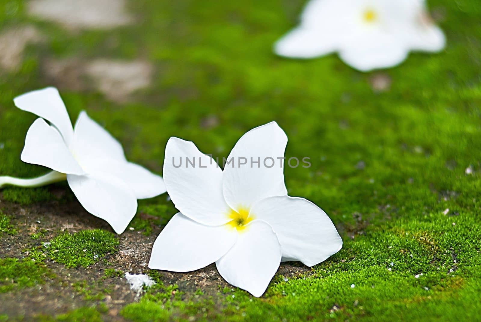 photo of white wild flowers, close-up with blur background