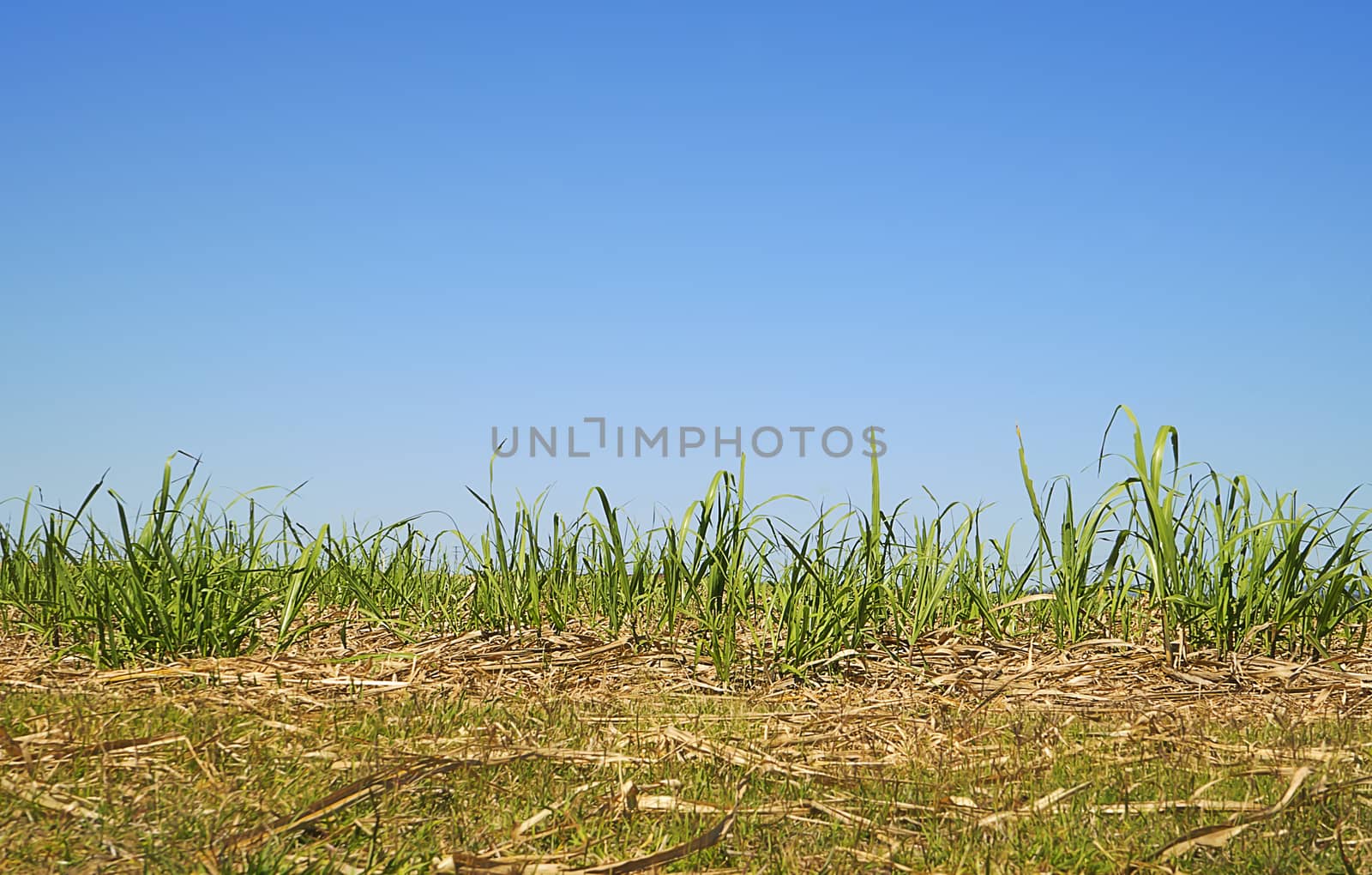 Australian Skyline with Long Green Grass Sugarcane Foliage by sherj