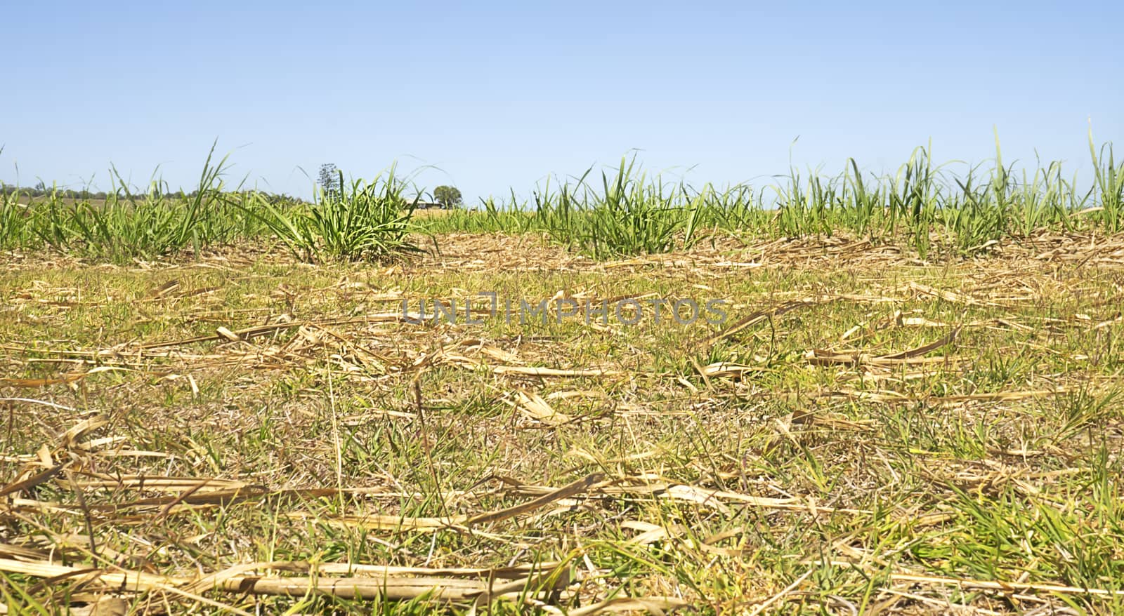 Australian Sugarcane Plantation After Harvest by sherj