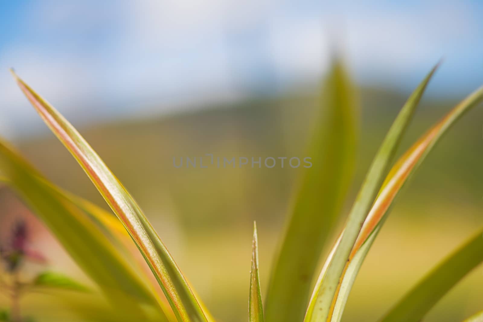 Spring seasonal background with closeup image of pineapple top