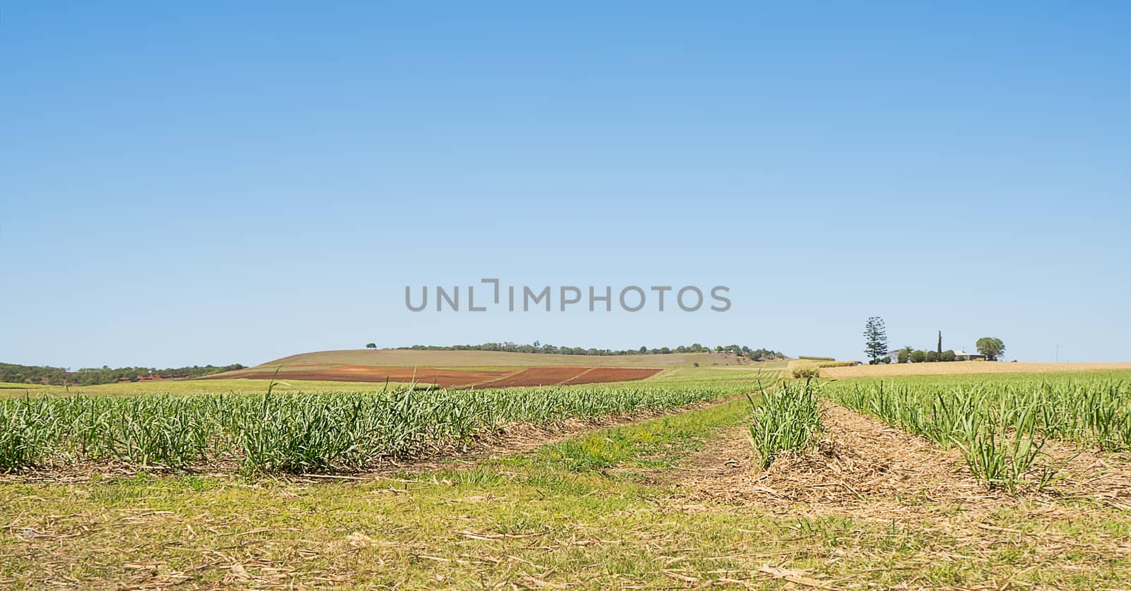 Australian sugarcane plantation in spring after winter harvest with new cane growing and some ploughed paddocks
