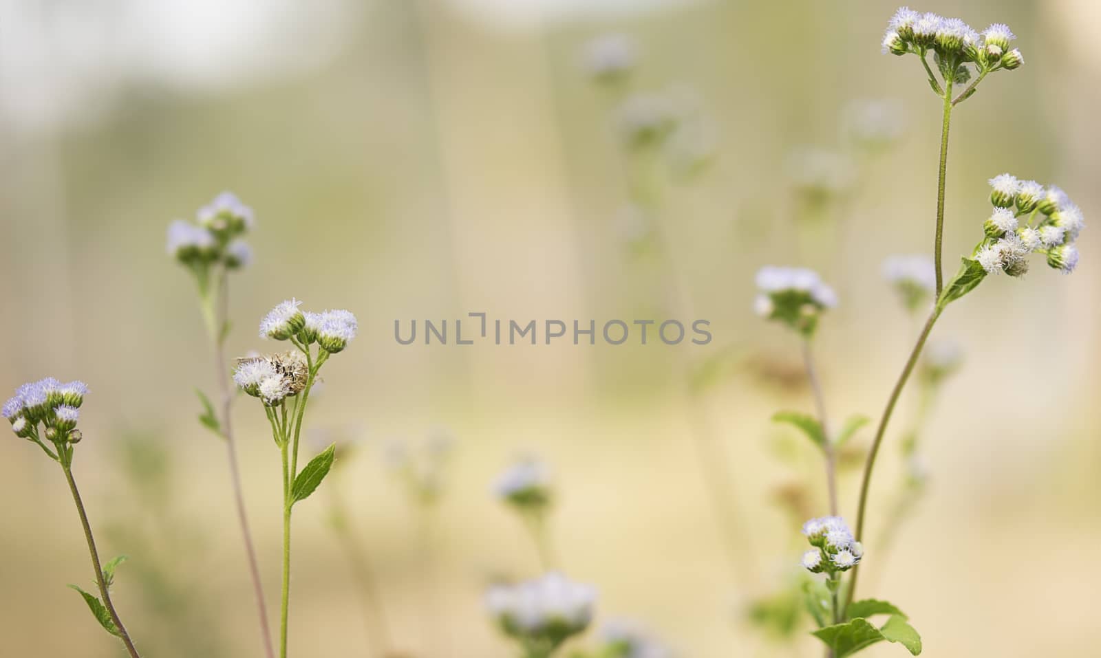 Australian Spring Background Wild Field Flowers by sherj