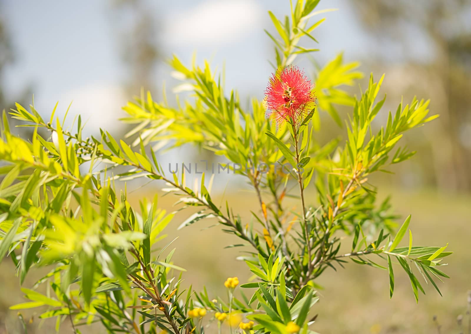 First spring bloom of the red Australian wildflower, Callistemon Captain Cook, a small shrub commonly called bottlebrush 
