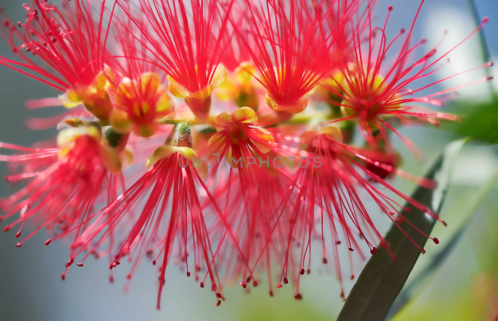 New Spring bloom of the Australian wildflower, Callistemon Captain Cook, commonly called bottlebrush flower