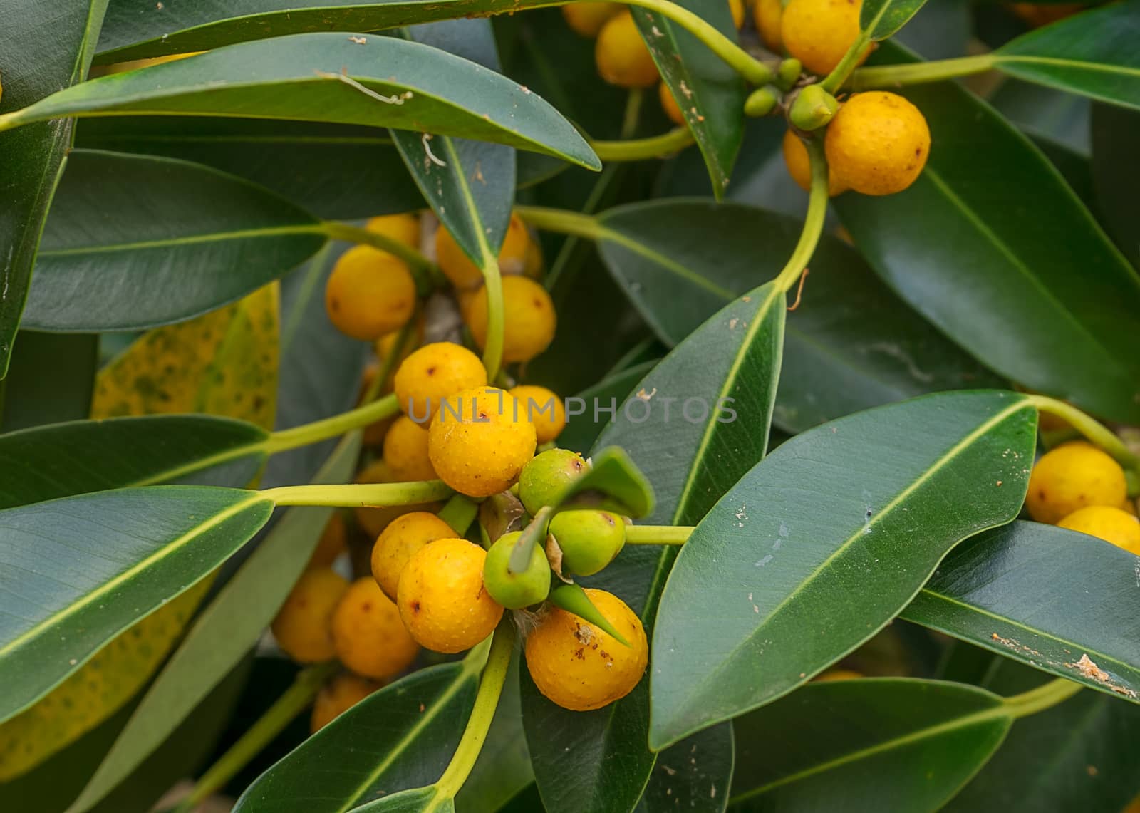 Australian native Small Leaf Fig, Ficus obliqua species with yellow fruit and green foliage