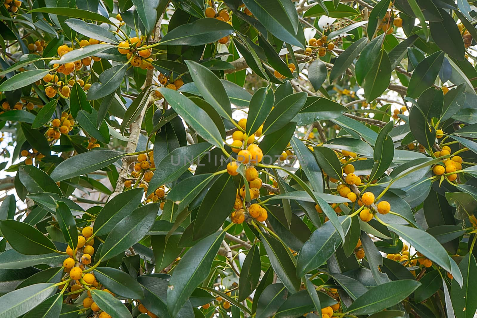 Australian native Small Leaf Fig, Ficus obliqua species loaded with yellow fruit and green foliage 