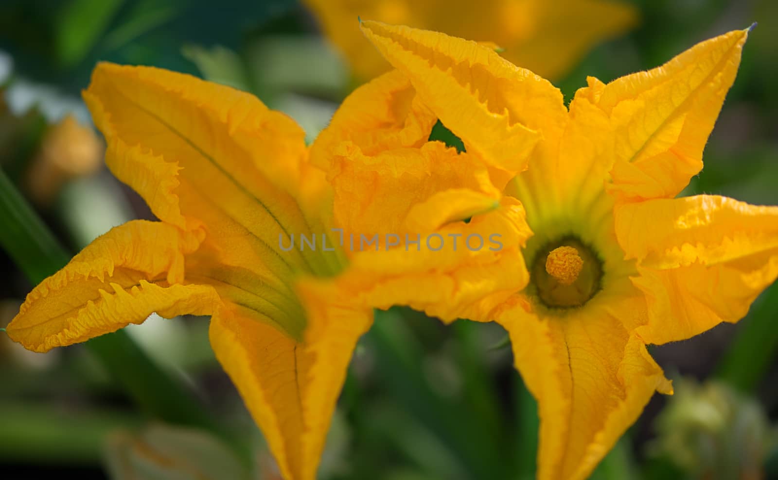 Organic gardening Zucchini with new Spring flowers